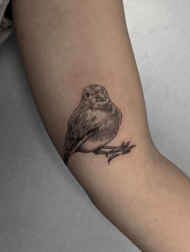 Pájaro