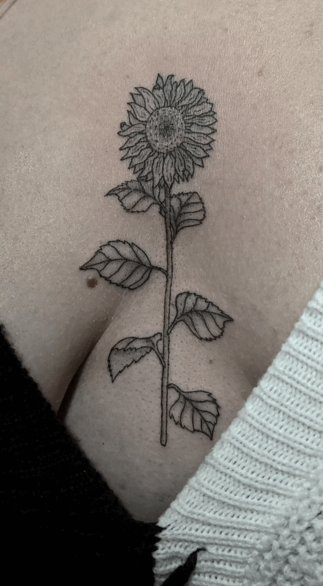 Girasol